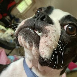 Meet your Posher, Morgan